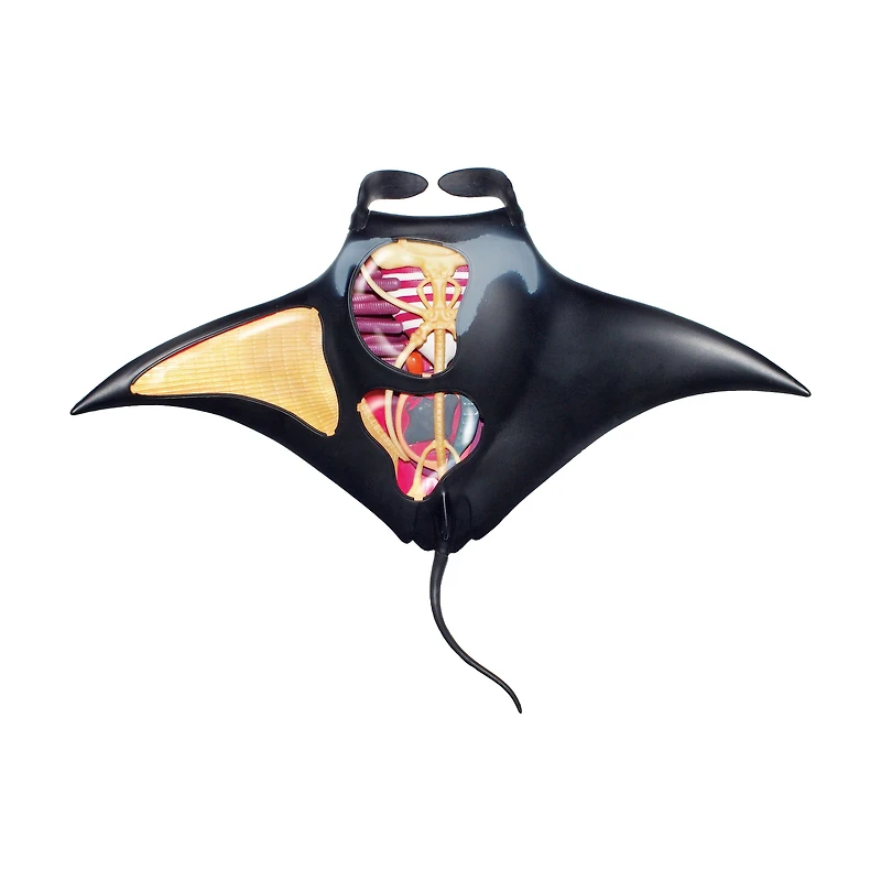 4D Vision™ Manta Ray Anatomy Model