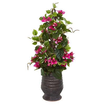 2.5ft. Bougainvillea Climbing Plant in Ribbed Planter