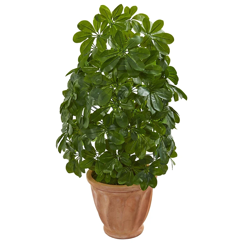3ft. Baby Umbrella Plant in Terra Cotta Planter