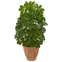 3ft. Baby Umbrella Plant in Terra Cotta Planter