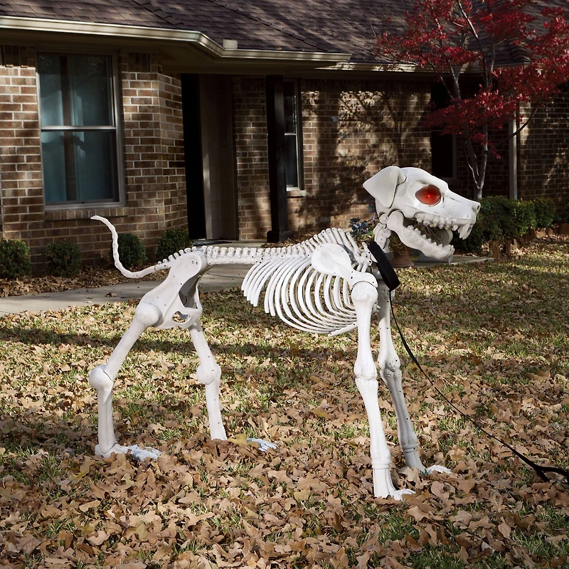 5ft. Poseable Dog Skeleton by Ashland®