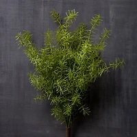 Springeri Bush by Ashland®