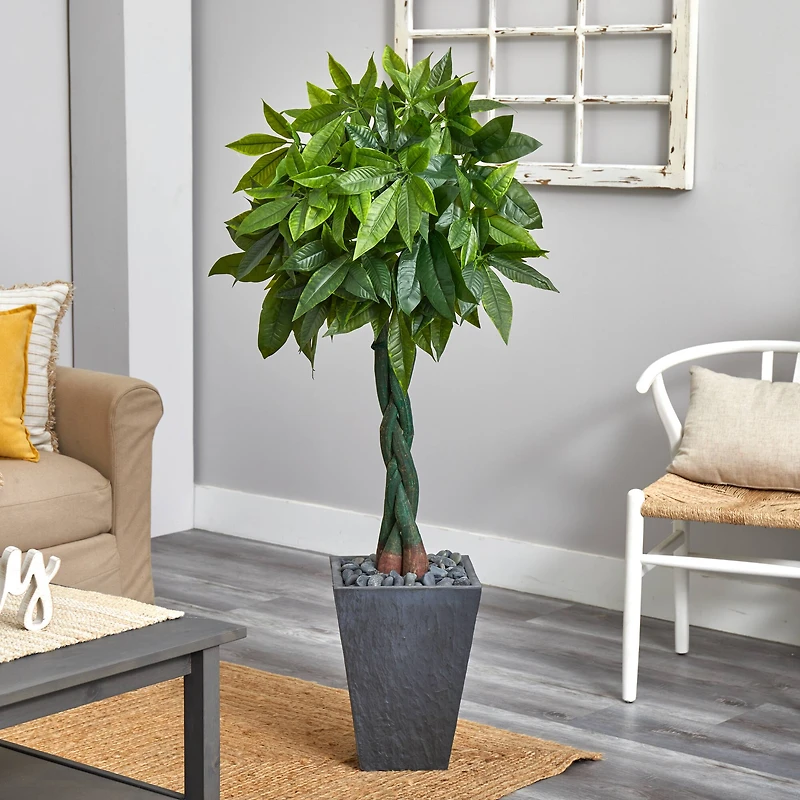 5ft. Money Tree in Slate Planter