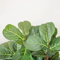 6ft. Potted Fiddle Leaf Fig Tree