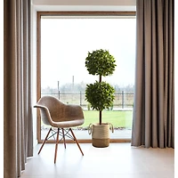 6ft. Potted Sweet Bay Double Ball Topiary Plant