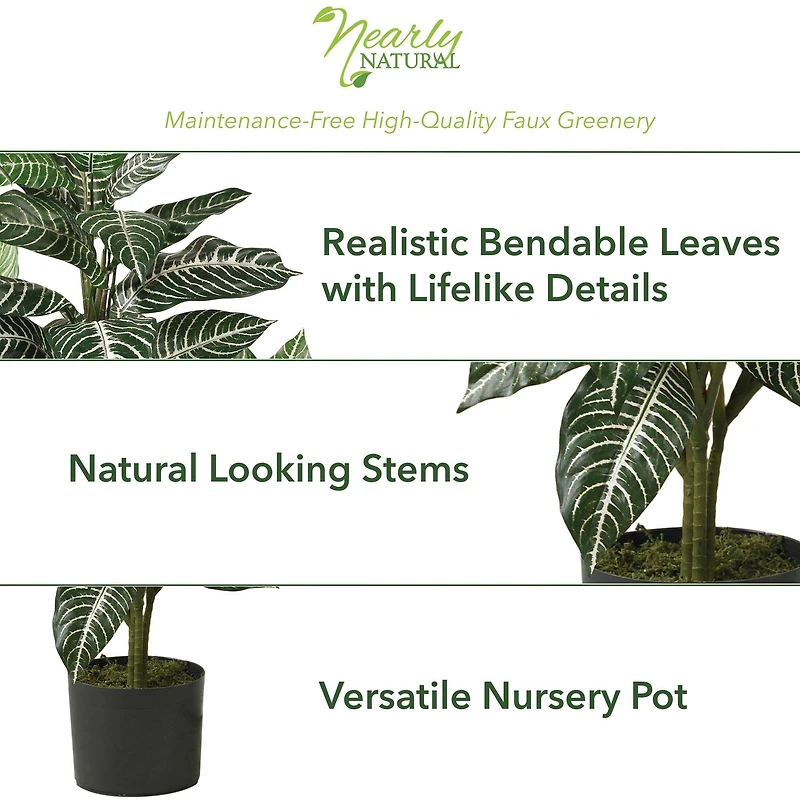 3ft. Potted Zebra Plant