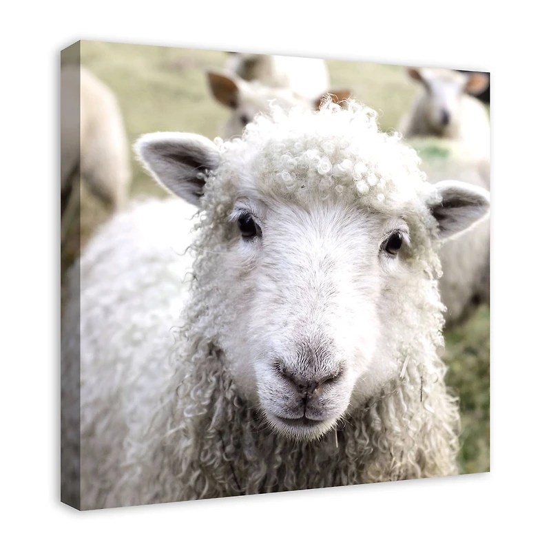 Curious Sheep 24" x 24" Canvas Wall Art