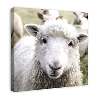 Curious Sheep 24" x 24" Canvas Wall Art