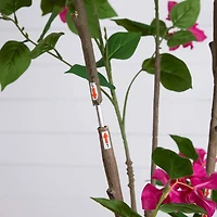 7ft. Potted Pink Minimalist Bougainvillea Tree