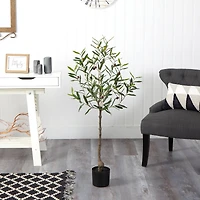 4ft. Potted Olive Tree