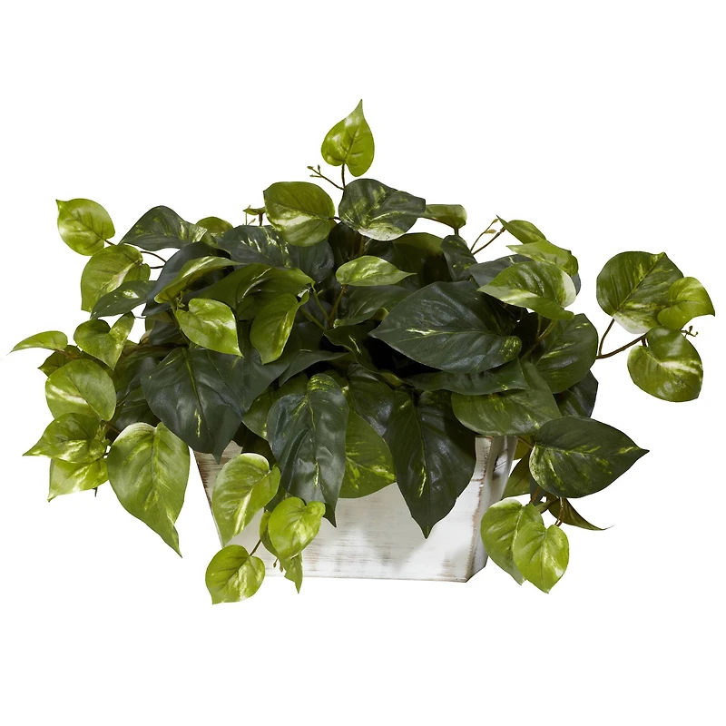 14" Pothos with White Wash Planter