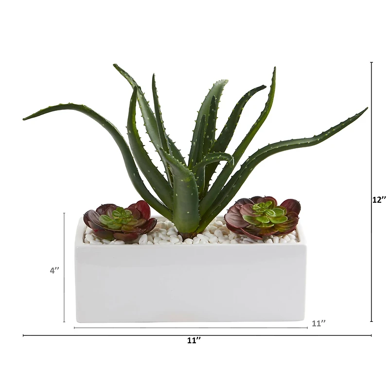 12" Aloe & Echeveria Succulent Plant in White Planter