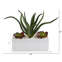 12" Aloe & Echeveria Succulent Plant in White Planter