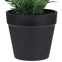 7.5" Green Chinese Yew Plant in Black Pot