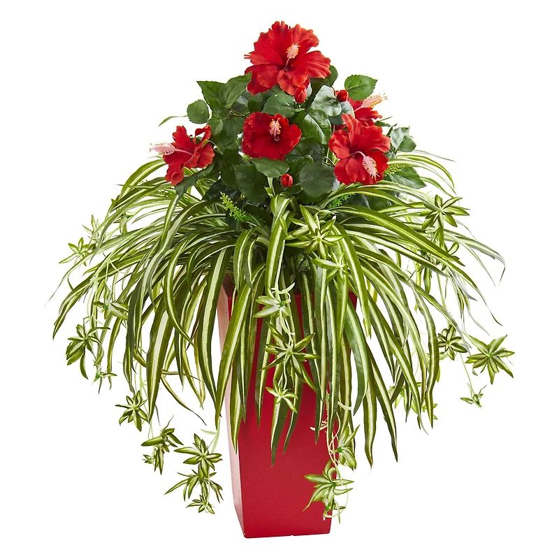 2.5ft. Red Hibiscus & Spider Plant in Red Planter