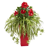 2.5ft. Red Hibiscus & Spider Plant in Red Planter