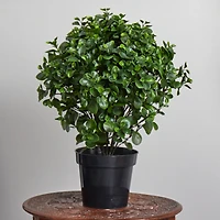 2.5ft. Potted Peperomia Plant