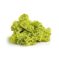 SuperMoss® Preserved Reindeer Moss