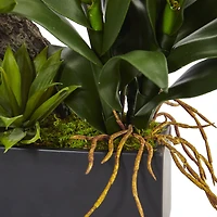 23.5" Pigeon Orchid & Bromeliad Arrangement in Black Rectangle Planter