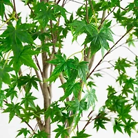 8ft. Potted Maple Tree