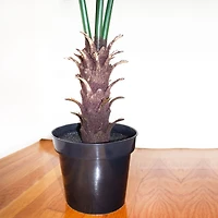 7ft. Potted Fan Palm Tree 