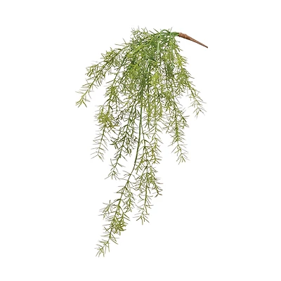 Asparagus Fern Hanging Bush