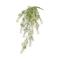Asparagus Fern Hanging Bush