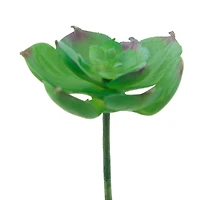 Flora Bunda® Small Echeveria Afterglow Succulent Pick