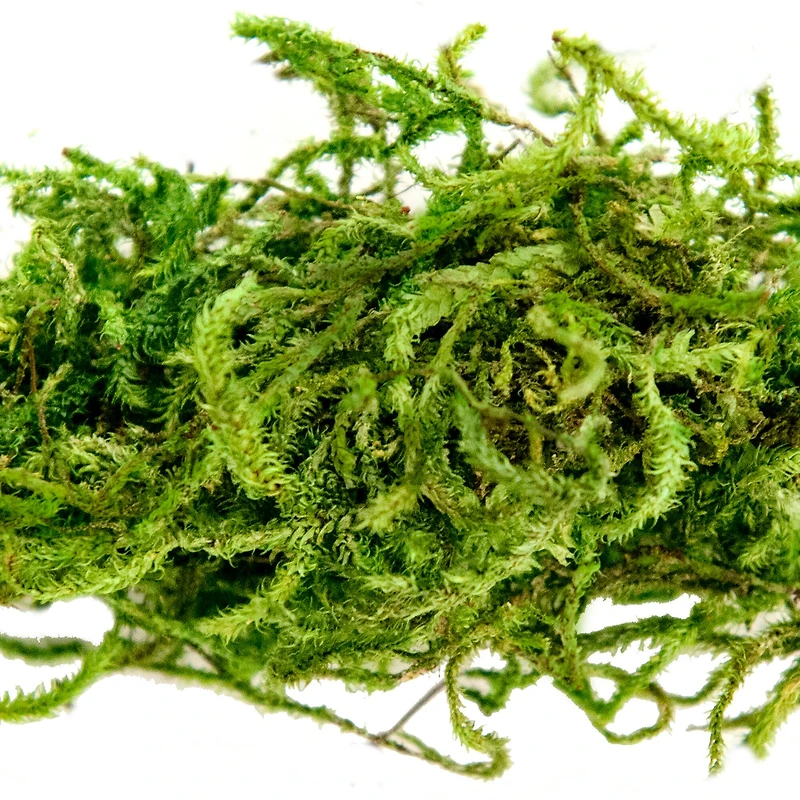 12 Pack: Preserved Forest Moss by Ashland®