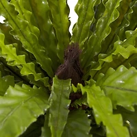 Asplenium Bush, 2ct.
