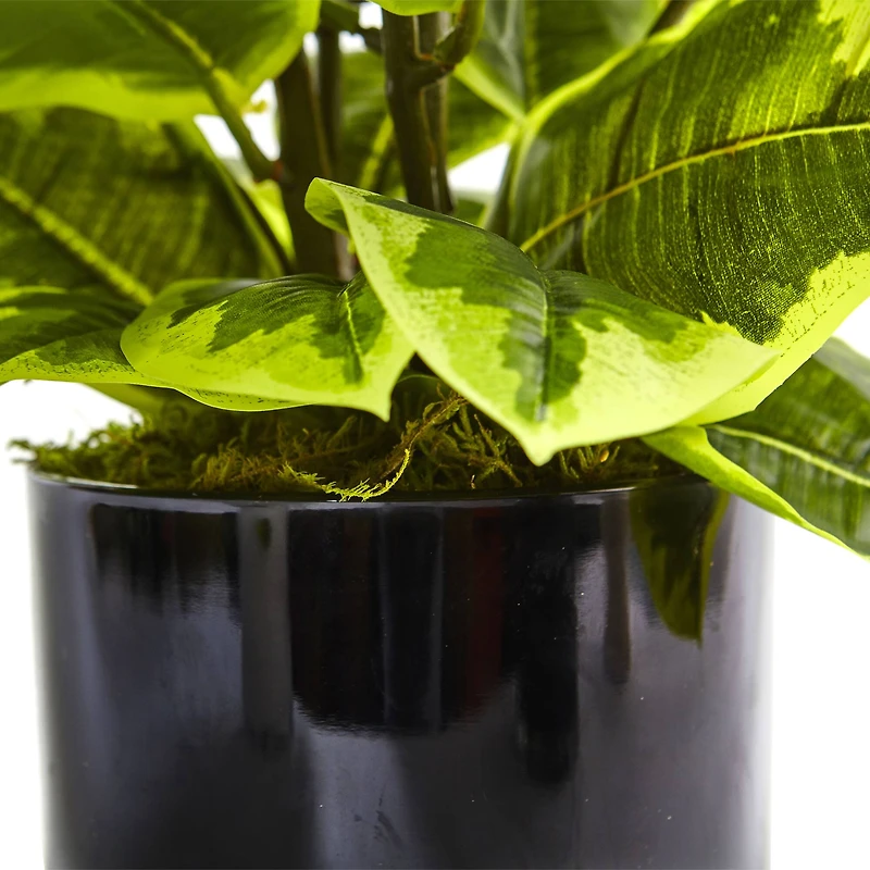 2ft. Rubber Plant in Glossy Cylinder