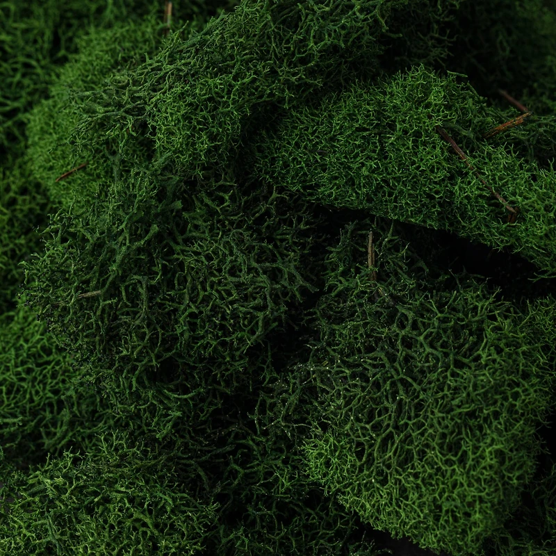 SuperMoss® Preserved Reindeer Moss, Forest