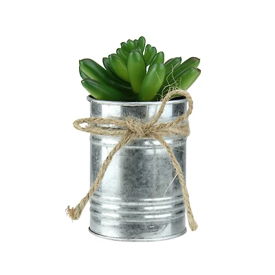 5" Green Mini Pachyveria Succulent in Tin Planter