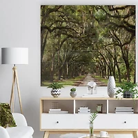 Designart - Live Oak Tunnel