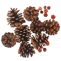 3qt. Pecan Caramel Scented Pine Cones by Ashland®