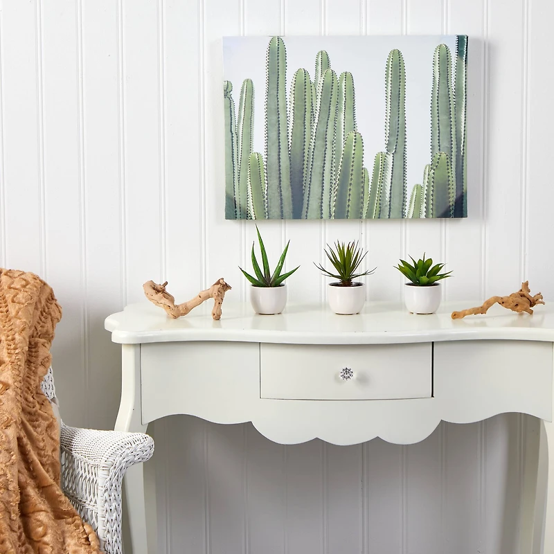 Potted Agave Plant Collection 3ct.