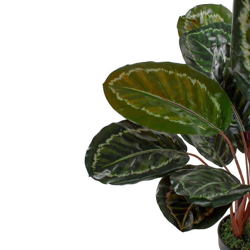 2.5ft. Potted Green Leaf Calathea Plant
