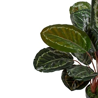 2.5ft. Potted Green Leaf Calathea Plant
