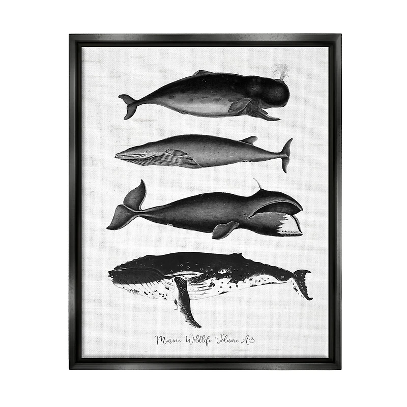 Stupell Industries Marine Wildlife Whales Drawings Diagram Framed Floater Canvas Wall Art