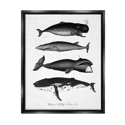 Stupell Industries Marine Wildlife Whales Drawings Diagram Framed Floater Canvas Wall Art