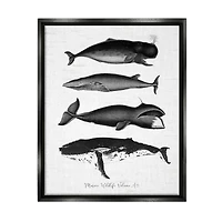 Stupell Industries Marine Wildlife Whales Drawings Diagram Framed Floater Canvas Wall Art