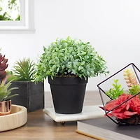 7.5" Potted Green Boxwood Plant