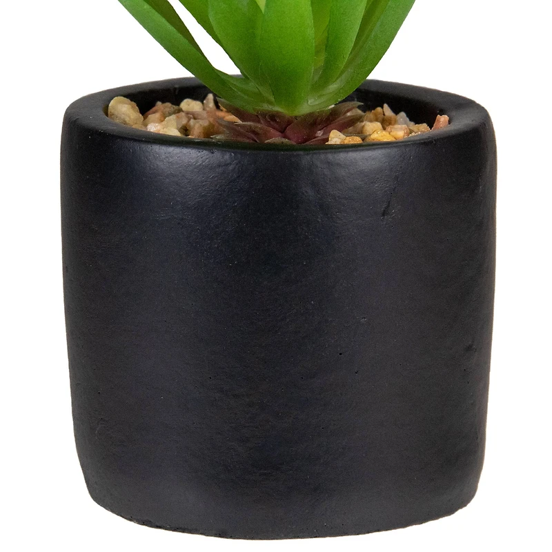7" Green Sword Grass in Black Pot