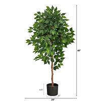 4ft. Potted Ficus Tree