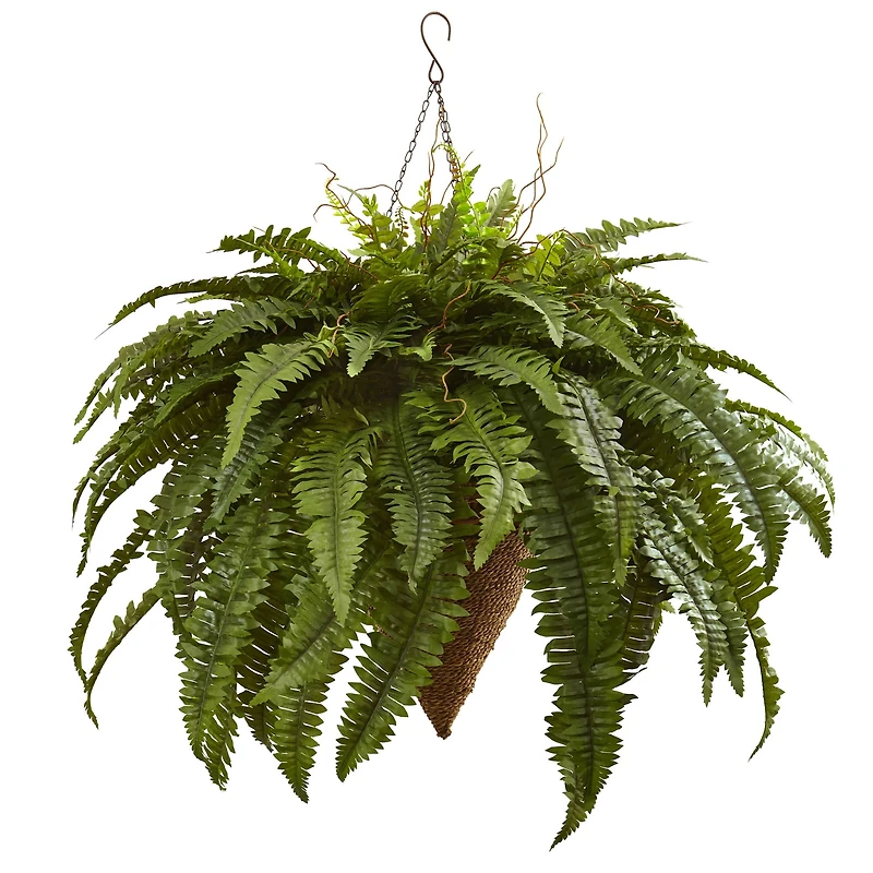 2ft. Boston Fern with Cone Hanging Basket