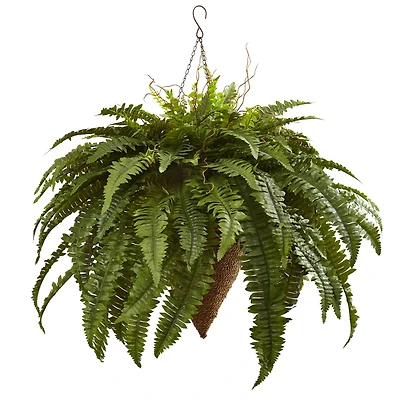 2ft. Boston Fern with Cone Hanging Basket