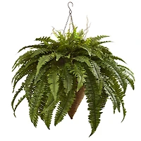 2ft. Boston Fern with Cone Hanging Basket