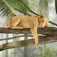 Design Toscano 19" Lioness of Namibia Statue