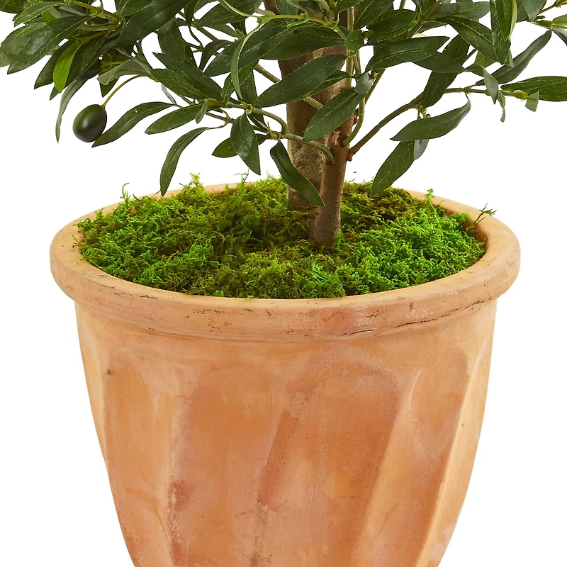 3ft. Olive Tree in Terracotta Planter