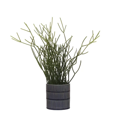 13" Pencil Cactus in Blue Ceramic Pot by Ashland®